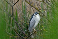 01 Nycticorax nycticorax (NItticora su albero)